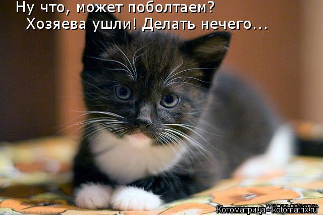 Ну что, может поболтаем? Хозяева ушли! Делать нечего...... Котоматрица: Ну что, может поболтаем? Хозяева ушли! Делать нечего...
