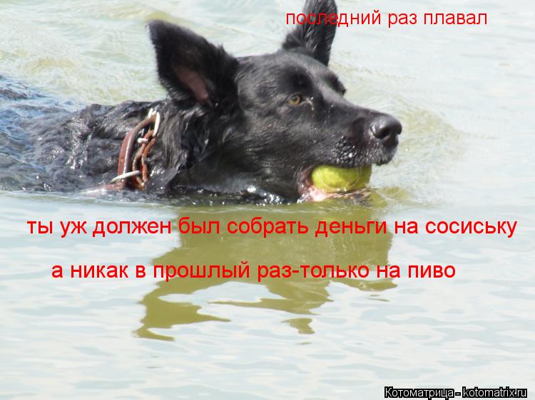 последний раз плавал ты уж должен был собрать деньги на сосиську а никак в прошлый раз-только на пиво... Котоматрица: последний раз плавал ты уж должен был собрать деньги на сосиську а никак в прошлый раз-только на пиво