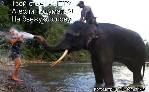 Котоматрица: Твой ответ - НЕТ? А если подумать?! На свежую голову...