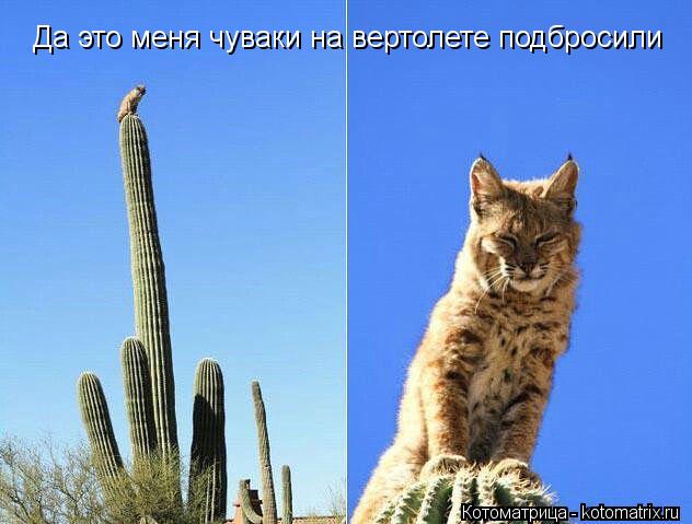 Да это меня чуваки на вертолете подбросили... Котоматрица: Да это меня чуваки на вертолете подбросили
