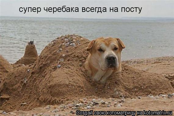 супер черебака всегда на посту... Котоматрица: супер черебака всегда на посту