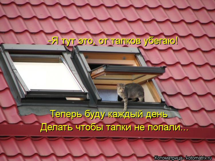 -Я тут это, от тапков убегаю! Теперь буду каждый день Делать чтобы тапки не попали...... Котоматрица: -Я тут это, от тапков убегаю! Теперь буду каждый день Делать чтобы тапки не попали...