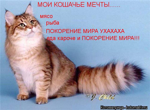 МОИ КОШАЧЬЕ МЕЧТЫ...... мясо рыба ПОКОРЕНИЕ МИРА УХАХАХА еда кароче и ПОКОРЕНИЕ МИРА!!!... Котоматрица: МОИ КОШАЧЬЕ МЕЧТЫ...... мясо рыба ПОКОРЕНИЕ МИРА УХАХАХА еда кароче и ПОКОРЕНИЕ МИРА!!!