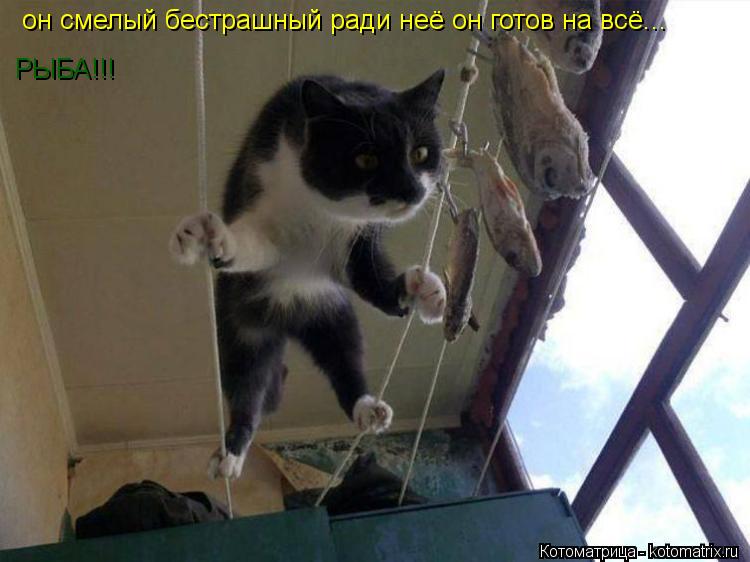 РЫБА!!! он смелый бестрашный ради неё он готов на всё...... Котоматрица: РЫБА!!! он смелый бестрашный ради неё он готов на всё...