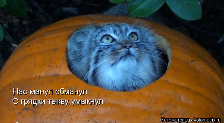 Нас манул обманул С грядки тыкву умыкнул... Котоматрица: Нас манул обманул С грядки тыкву умыкнул