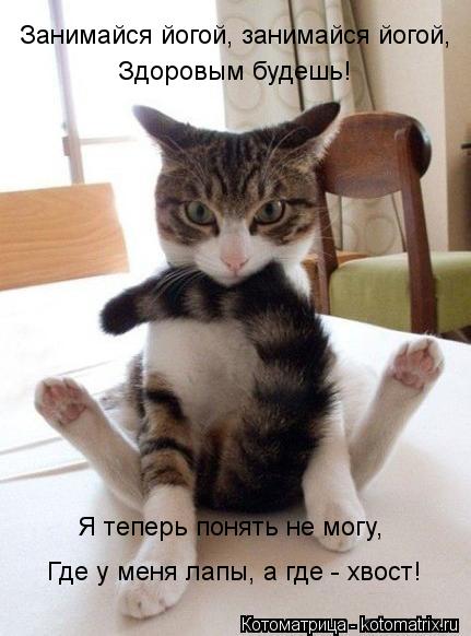 Занимайся йогой, занимайся йогой, Здоровым будешь! Я теперь понять не могу, Где у меня лапы, а где -... Котоматрица: Занимайся йогой, занимайся йогой, Здоровым будешь! Я теперь понять не могу, Где у меня лапы, а где - хвост!