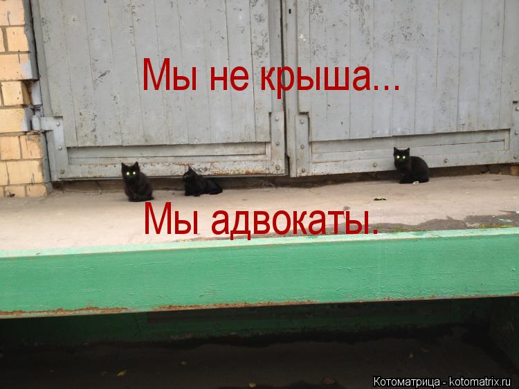 Мы не крыша... Мы адвокаты.... Котоматрица: Мы не крыша... Мы адвокаты.
