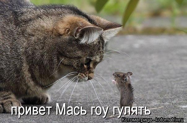 привет Мась гоу гулять... Котоматрица: привет Мась гоу гулять