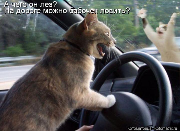 А чего он лез? На дороге можно бабочек ловить?... Котоматрица: А чего он лез? На дороге можно бабочек ловить?