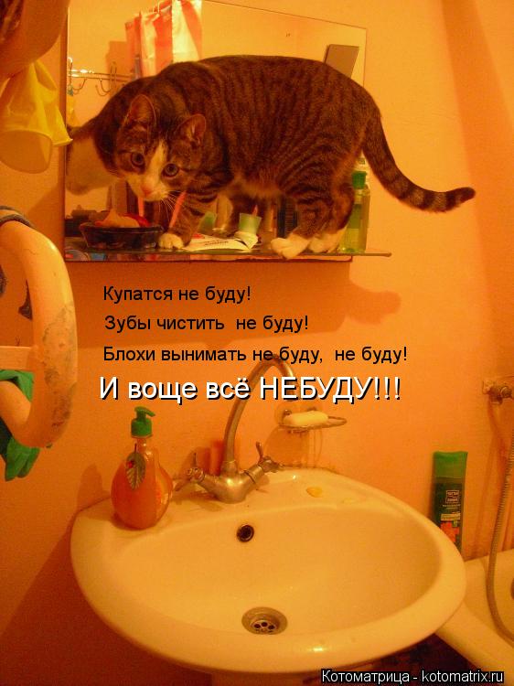 Купатся не буду! Зубы чистить не буду! Блохи вынимать не буду, не буду! И воще всё НЕБУДУ!!!... Котоматрица: Купатся не буду! Зубы чистить не буду! Блохи вынимать не буду, не буду! И воще всё НЕБУДУ!!!