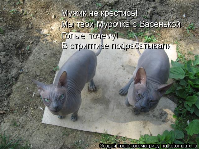 Мужик не крестись! Мы твои Мурочка с Васенькой Голые почему! В стриптизе подрабатывали... Котоматрица: Мужик не крестись! Мы твои Мурочка с Васенькой Голые почему! В стриптизе подрабатывали