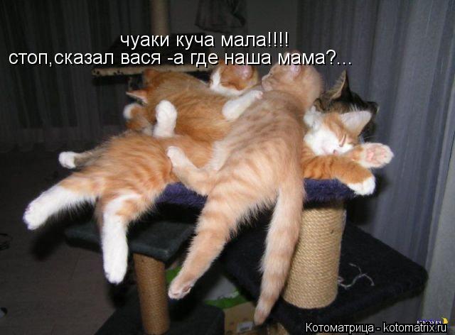 чуаки куча мала!!!! стоп,сказал вася -а где наша мама?...... Котоматрица: чуаки куча мала!!!! стоп,сказал вася -а где наша мама?...