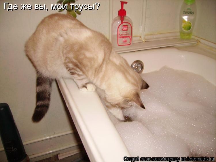 Где же вы, мои трусы?... Котоматрица: Где же вы, мои трусы?