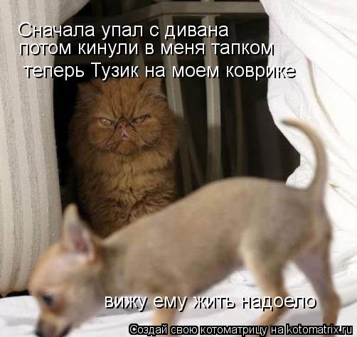 Сначала упал с дивана потом кинули в меня тапком теперь Тузик на моем коврике вижу ему жить надоело... Котоматрица: Сначала упал с дивана потом кинули в меня тапком теперь Тузик на моем коврике вижу ему жить надоело