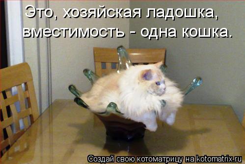 Это, хозяйская ладошка, вместимость - одна кошка.... Котоматрица: Это, хозяйская ладошка, вместимость - одна кошка.