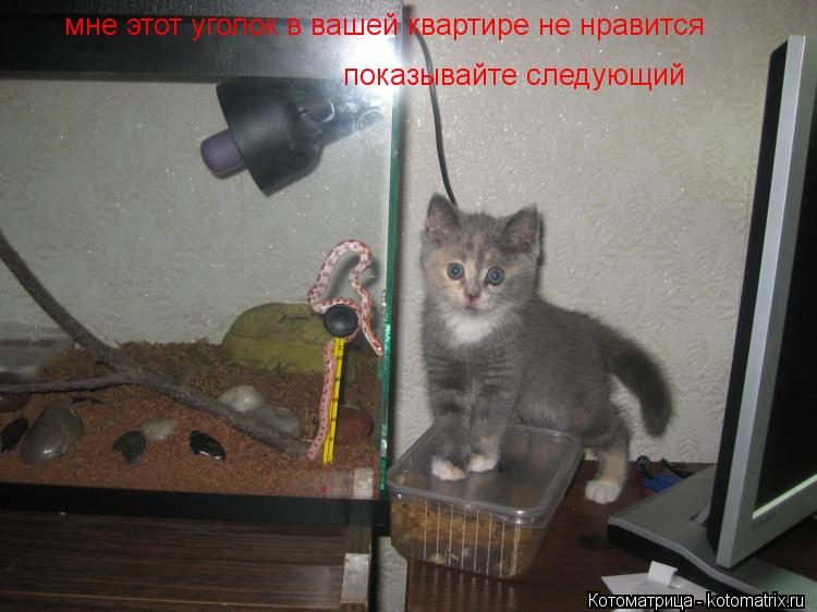 мне этот уголок в вашей квартире не нравится показывайте следующий... Котоматрица: мне этот уголок в вашей квартире не нравится показывайте следующий