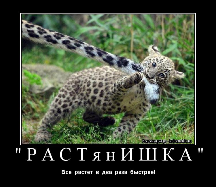 "РАСТянИШКА" Все растет в два раза быстрее!... Котоматрица: "РАСТянИШКА" Все растет в два раза быстрее!