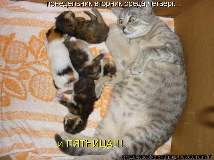 понедельник,вторник,среда,четверг... и ПЯТНИЦА!!!... Котоматрица: понедельник,вторник,среда,четверг... и ПЯТНИЦА!!!