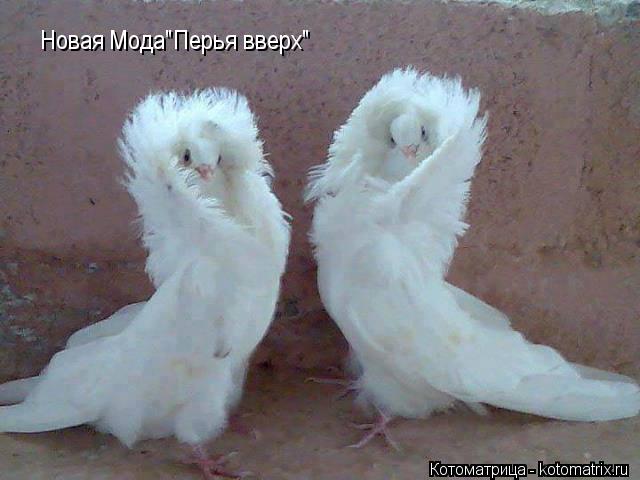 Новая Мода"Перья вверх"... Котоматрица: Новая Мода"Перья вверх"