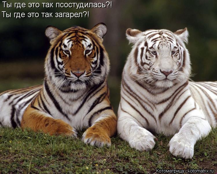 Ты где это так псостудилась?! Ты где это так загарел?!... Котоматрица: Ты где это так псостудилась?! Ты где это так загарел?!