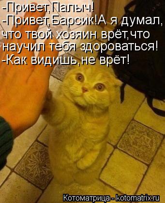 -Привет,Палыч! -Привет,Барсик!А я думал, что твой хозяин врёт,что научил тебя здороваться! -Как видиш... Котоматрица: -Привет,Палыч! -Привет,Барсик!А я думал, что твой хозяин врёт,что научил тебя здороваться! -Как видишь,не врёт!