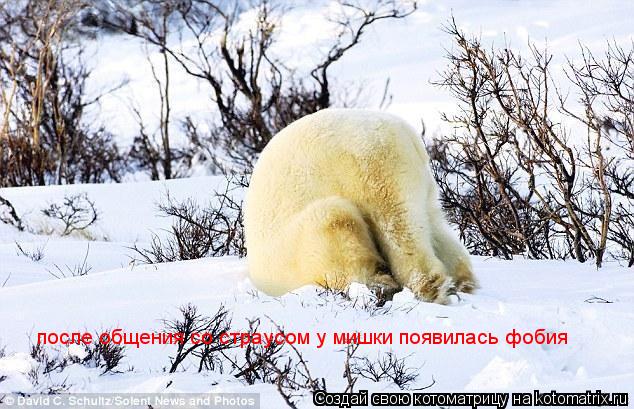 после общения со страусом у мишки появилась фобия... Котоматрица: после общения со страусом у мишки появилась фобия