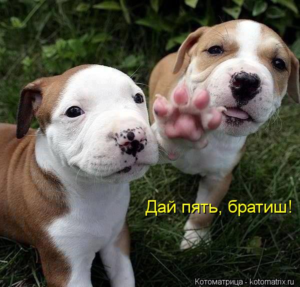 Дай пять, братиш!... Котоматрица: Дай пять, братиш!