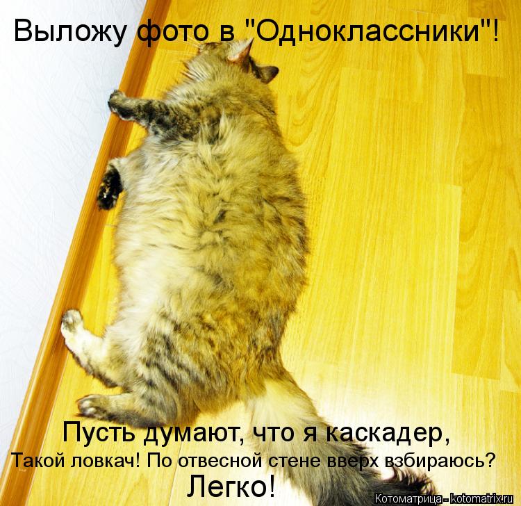 Выложу фото в "Одноклассники"! Такой ловкач! По отвесной стене вверх взбираюсь? Легко! Пусть думают, ... Котоматрица: Выложу фото в "Одноклассники"! Такой ловкач! По отвесной стене вверх взбираюсь? Легко! Пусть думают, что я каскадер,