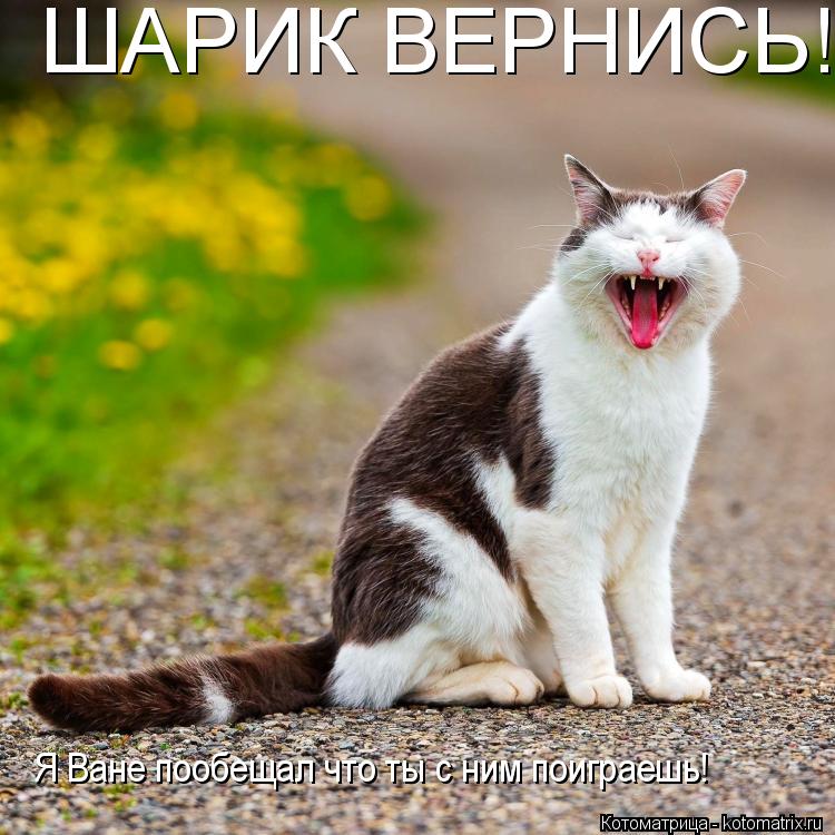 ШАРИК ВЕРНИСЬ! Я Ване пообещал что ты с ним поиграешь!... Котоматрица: ШАРИК ВЕРНИСЬ! Я Ване пообещал что ты с ним поиграешь!