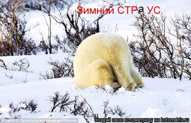 Зимний СТР УС. а... Котоматрица: Зимний СТР УС. а