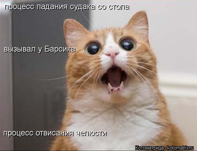 процесс падания судака со стола вызывал у Барсика процесс отвисания челюсти... Котоматрица: процесс падания судака со стола вызывал у Барсика процесс отвисания челюсти