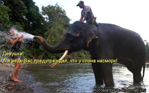 А я ведь Вас предупреждал, что у слона насморк! Девушка!... Котоматрица: А я ведь Вас предупреждал, что у слона насморк! Девушка!