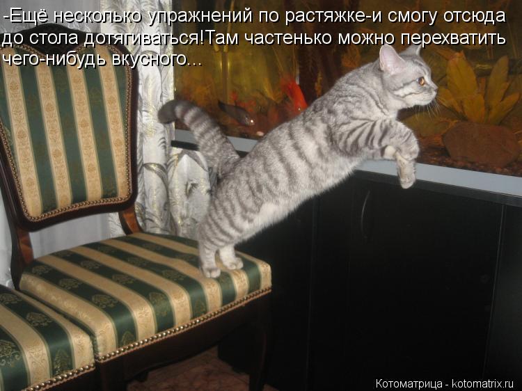 -Ещё несколько упражнений по растяжке-и смогу отсюда до стола дотягиваться!Там частенько можно перехв... Котоматрица: -Ещё несколько упражнений по растяжке-и смогу отсюда до стола дотягиваться!Там частенько можно перехватить чего-нибудь вкусного...