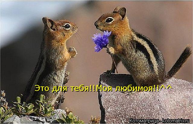 Это для тебя!!Моя любимоя!!^^... Котоматрица: Это для тебя!!Моя любимоя!!^^