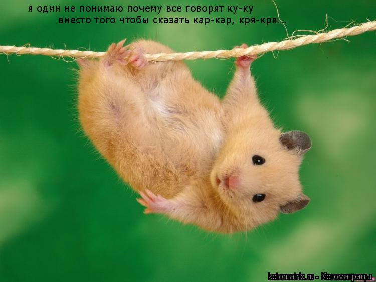 я один не понимаю почему все говорят ку-ку я один не понимаю почему все говорят ку-ку вместо того ч... Котоматрица: я один не понимаю почему все говорят ку-ку я один не понимаю почему все говорят ку-ку вместо того чтобы сказать кар-кар, кря-кря... вместо тог