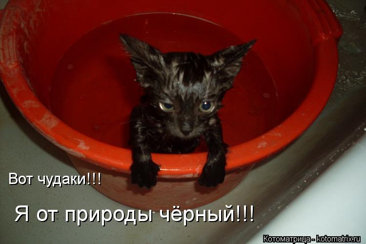 Вот чудаки!!! Я от природы чёрный!!!... Котоматрица: Вот чудаки!!! Я от природы чёрный!!!