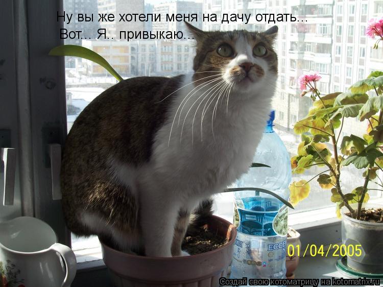 Ну вы же хотели меня на дачу отдать... Вот... Я.. привыкаю...... Котоматрица: Ну вы же хотели меня на дачу отдать... Вот... Я.. привыкаю...
