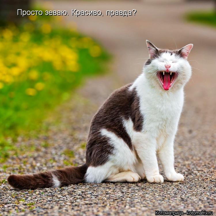 Просто зеваю. Красиво, правда?... Котоматрица: Просто зеваю. Красиво, правда?