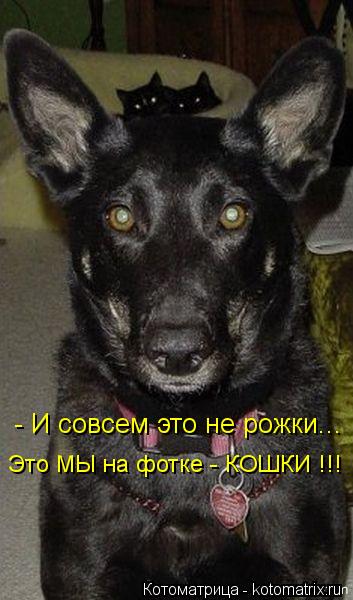 - И совсем это не рожки... Это МЫ на фотке - КОШКИ !!!... Котоматрица: - И совсем это не рожки... Это МЫ на фотке - КОШКИ !!!