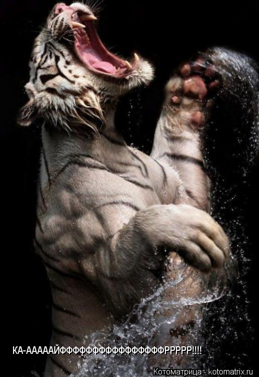 КА-АААААЙФФФФФФФФФФФФФФФФРРРРР!!!!... Котоматрица: КА-АААААЙФФФФФФФФФФФФФФФФРРРРР!!!!