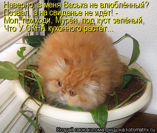 Наверно, в меня Васька не влюблённый? Позвал, а на свиданье не идёт! - Мол, приходи, Мурён, под куст ... Котоматрица: Наверно, в меня Васька не влюблённый? Позвал, а на свиданье не идёт! - Мол, приходи, Мурён, под куст зелёный, Что У ОКНА кухонного растёт...