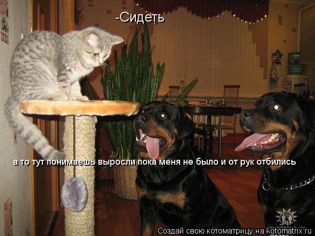 -Сидеть а то тут понимаешь выросли пока меня не было и от рук отбились... Котоматрица: -Сидеть а то тут понимаешь выросли пока меня не было и от рук отбились