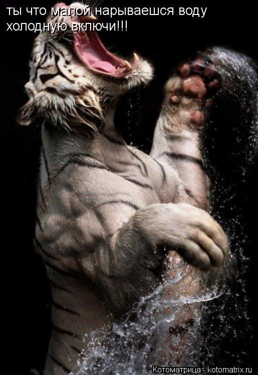 ты что малой нарываешся воду холодную включи!!!... Котоматрица: ты что малой нарываешся воду холодную включи!!!
