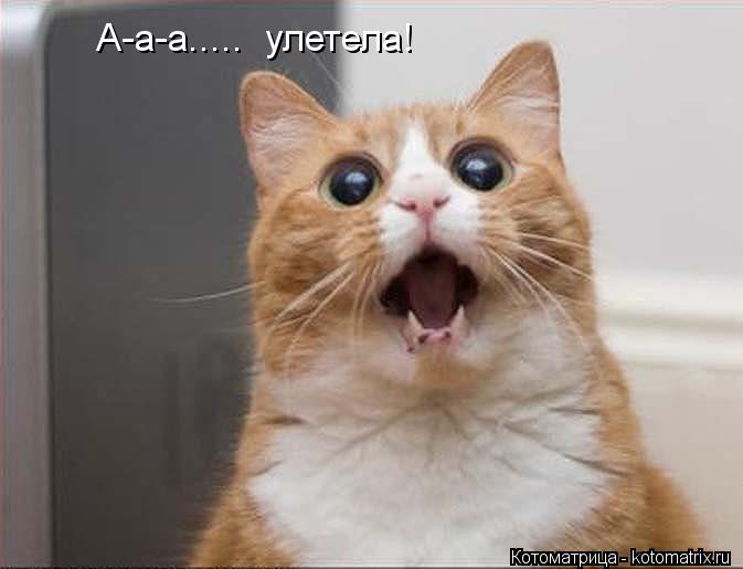 Котоматрица: А-а-а.....  улетела!