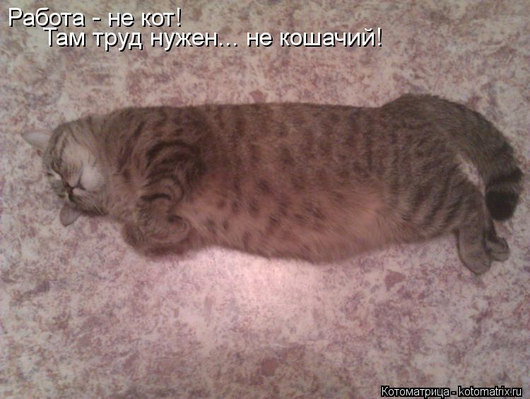 Работа - не кот! Там труд нужен... не кошачий!... Котоматрица: Работа - не кот! Там труд нужен... не кошачий!