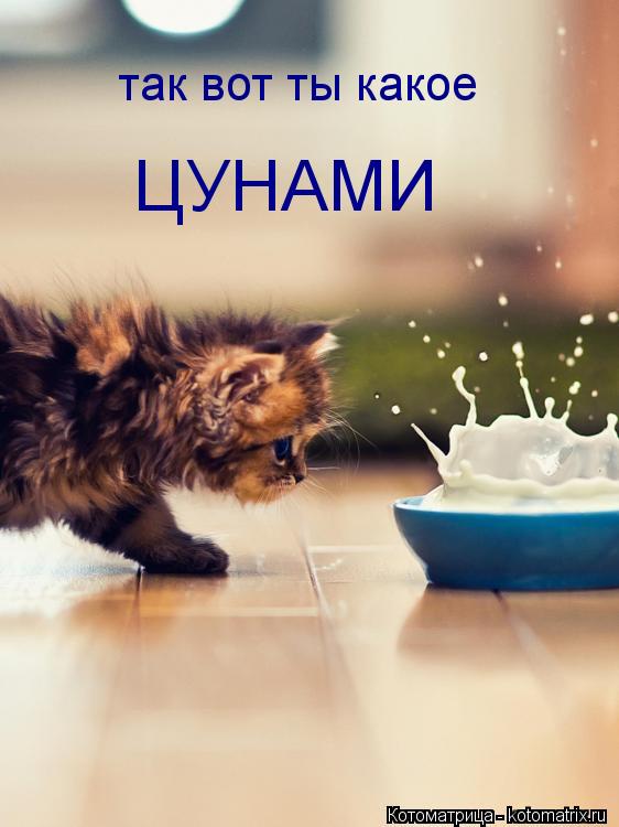 так вот ты какое ЦУНАМИ... Котоматрица: так вот ты какое ЦУНАМИ