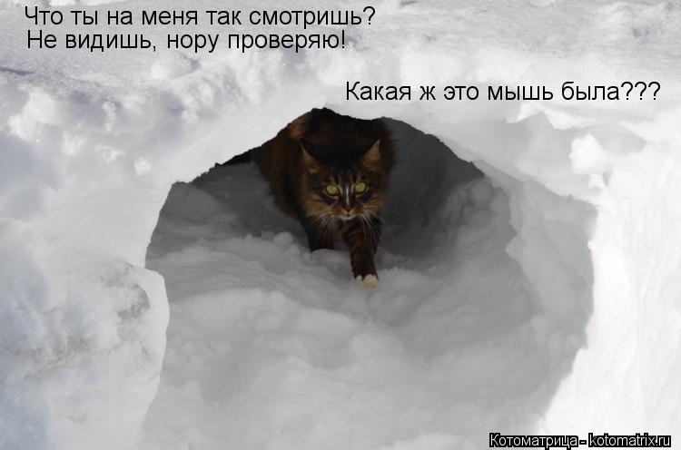 Что ты на меня так смотришь? Не видишь, нору проверяю! Какая ж это мышь была???... Котоматрица: Что ты на меня так смотришь? Не видишь, нору проверяю! Какая ж это мышь была???