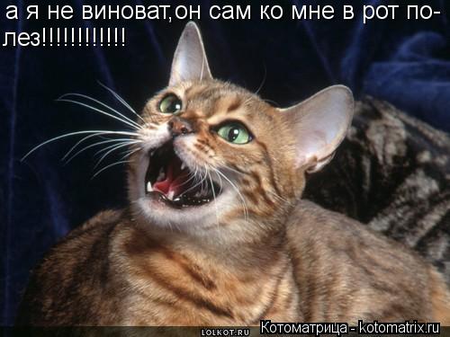 а я не виноват,он сам ко мне в рот по- лез!!!!!!!!!!!!... Котоматрица: а я не виноват,он сам ко мне в рот по- лез!!!!!!!!!!!!
