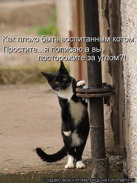 Как плохо быть воспитанным котом. Простите...я пописаю,а вы посторожите за углом?!... Котоматрица: Как плохо быть воспитанным котом. Простите...я пописаю,а вы посторожите за углом?!