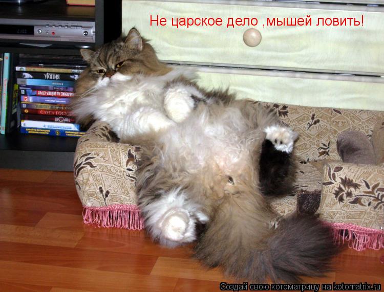 Не царское дело ,мышей ловить!... Котоматрица: Не царское дело ,мышей ловить!